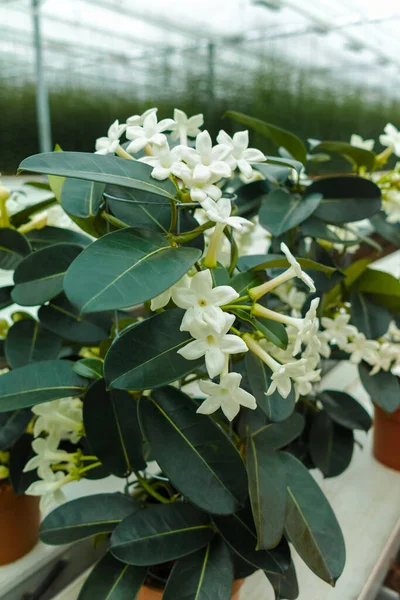 Stephanotis plant or Madagascar jasmine, cultivated as decorative or ornamental flower, popular element in wedding bouquets, growing in greenhouse