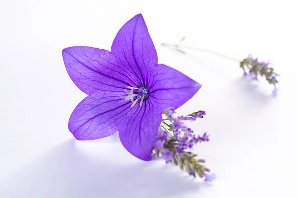 Elegant small boutonniere from purple balloon flower, fresh cut flower decoration isolated close up