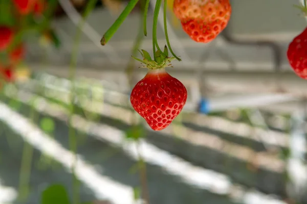 荷兰温室新鲜成熟大红草莓果实的采收 — 图库照片