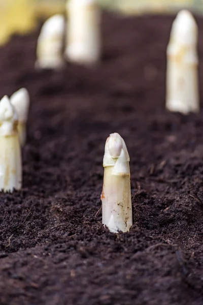 Neue Ernte Hochwertiger Holländischer Oder Deutscher Weißer Spargel Auf Spargelfeldern — Stockfoto