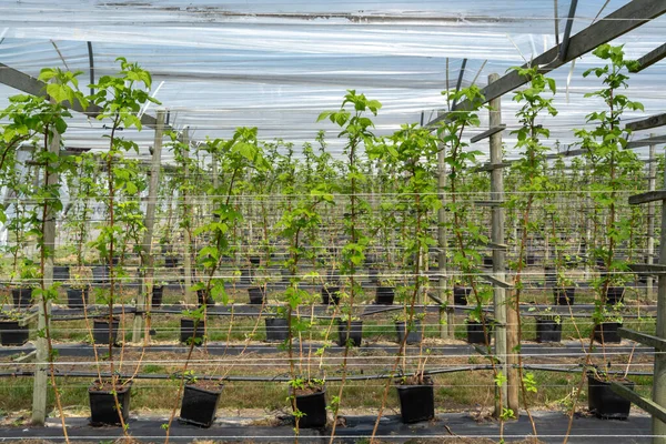 Indoor bio farming in Netherlands, greenhouse with rows of cultivated black currant plants in spring season