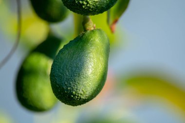 Mevsimlik yeşil orgaik avokado hasadı, tropikal yeşil avokadolar büyük ağaçlara yakın.