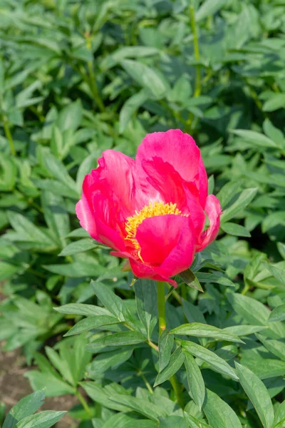 Campo Colorido Con Flor Estacional Grandes Rosas Rosadas Peonía Flores — Foto de Stock