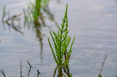 Salicornia edible plants growing in salt marshes, beaches, and mangroves, named also glasswort, pickleweed, picklegrass, marsh samphire, mouse tits, sea beans, samphire greens or sea asparagus.