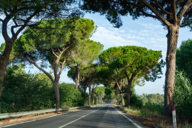 Scenic driving on new via Appia road S7 with high green  mediterranean pine trees connected Rome, Latina and Terracina, Italy clipart