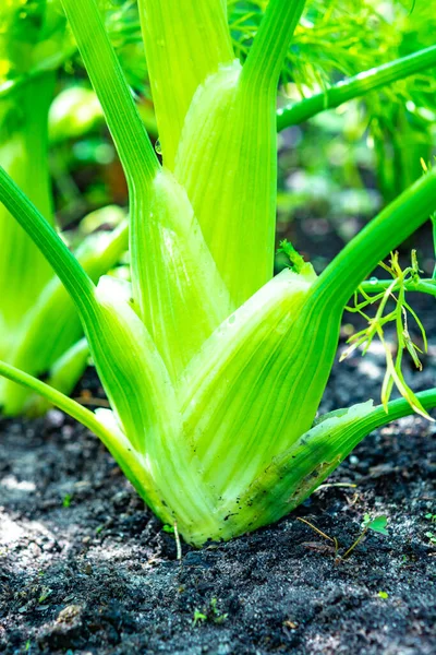 Vegetales Saludables Creciendo Jardín Bulbo Verde Joven Planta Hinojo Cerca — Foto de Stock