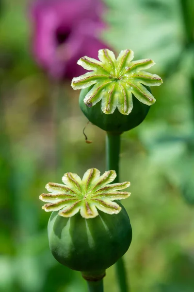 Opium Poppy Flower Seeds Capsule Close — Stock Photo, Image
