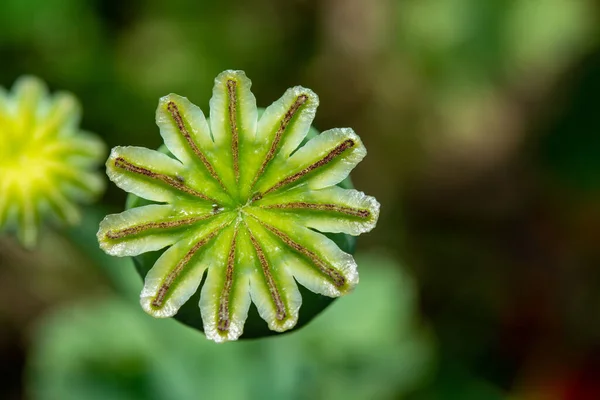 Cápsula Sementes Flor Papoula Ópio Perto — Fotografia de Stock