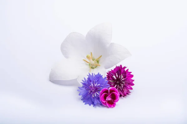 White Bell Flower Purple Cornflowers Close Isolated White Background Copy — Stock Photo, Image