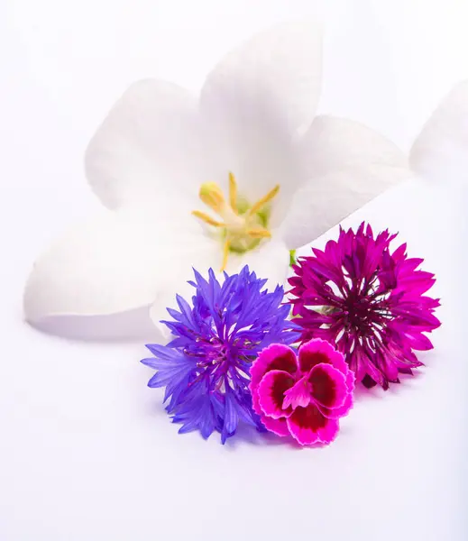 White Bell Flower Purple Cornflowers Close Isolated White Background Copy — Stock Photo, Image