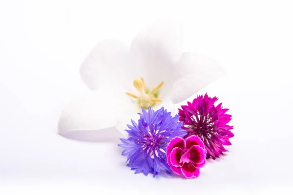 White Bell Flower Purple Cornflowers Close Isolated White Background Copy — Stock Photo, Image