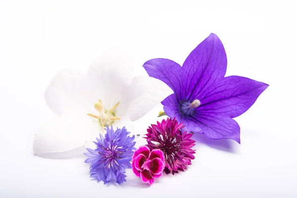 White Purple Bell Flowers Cornflowers Close Isolated White Background Copy — Stock Photo, Image