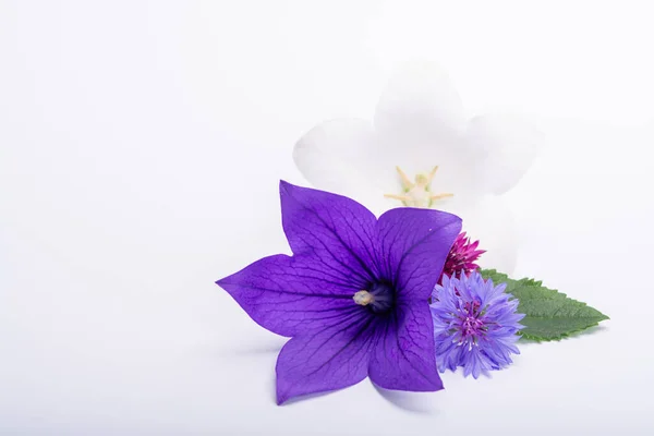 Purple Bell Flower Purple Cornflowers Close Isolated White Background Copy — Stock Photo, Image