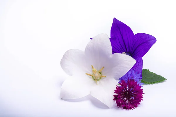 White Purple Bell Flowers Cornflowers Close Isolated White Background Copy — Stock Photo, Image