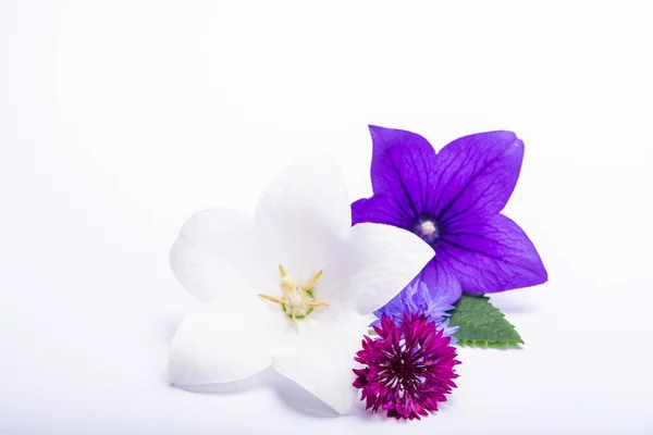 White Purple Bell Flowers Cornflowers Close Isolated White Background Copy — Stock Photo, Image