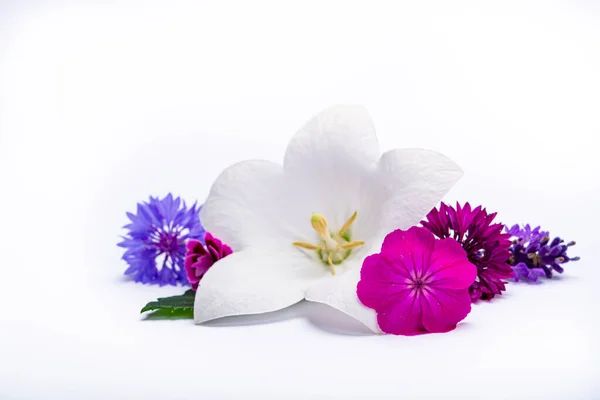 White Bell Flower Pink Cornflowers Close Isolated White Background Copy — Stock Photo, Image