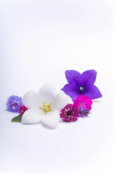 White Purple Bell Flowers Cornflowers Close Isolated White Background Copy — Stock Photo, Image