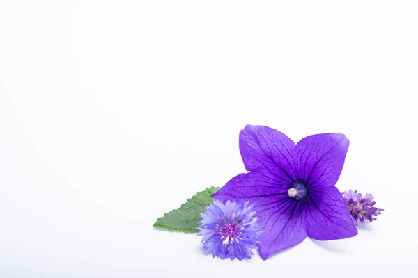 Purple Bell Flower Purple Cornflowers Close Isolated White Background Copy — Stock Photo, Image