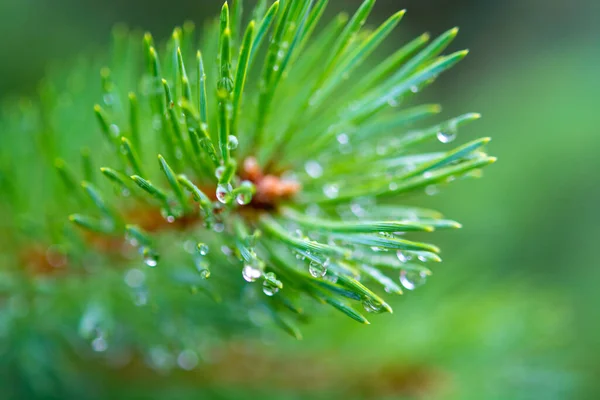 多雨滴的青松幼枝 — 图库照片