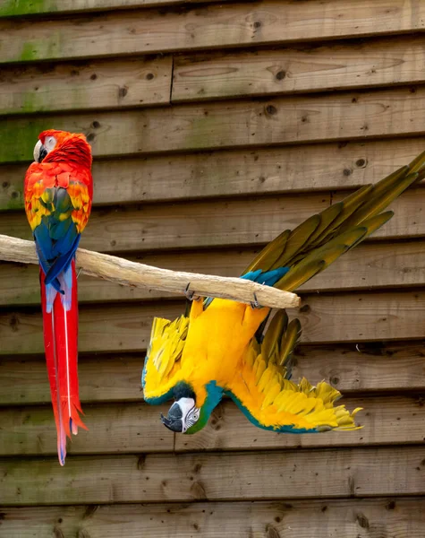 Perroquets Écarlates Bleus Jaunes Oiseaux Exotiques Colorés Longue Queue Près — Photo