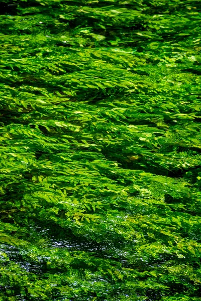 Arroyo Del Río Con Agua Verde Esmeralda Plantas Agua Verde — Foto de Stock