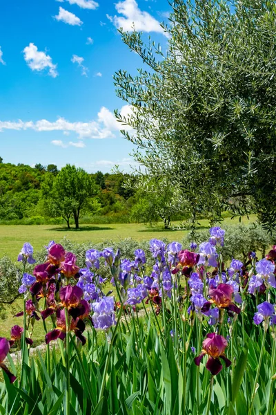 Цветы Сирени Радужной Оболочки Весенний Цветок Красочных Ирисов Провансе Франции — стоковое фото
