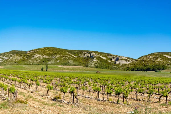 Producción Rosa Vino Tinto Blanco Alpilles Provenza Sur Francia Vista — Foto de Stock