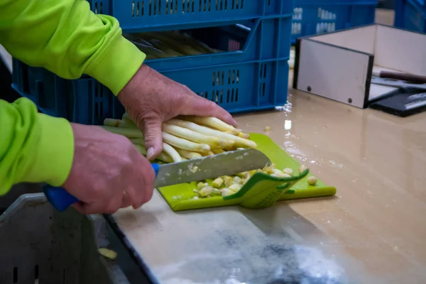 Procesamiento Industrial Espárragos Blancos Orgánicos Vegetales Granja Agrícola Los Países — Foto de Stock