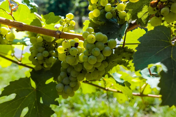 Winnica Uprawy Winogron Białych Riesling Lub Winorośli Chardonnay Latem — Zdjęcie stockowe