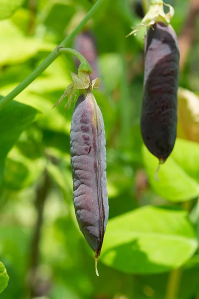 熟した英語の庭のエンドウ豆の植物 エンドウ豆のポッドブラウシュッカー クローズアップ ロイヤリティフリーのストック写真