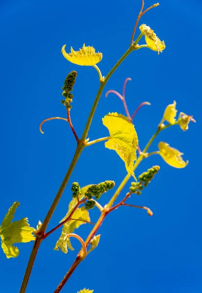 One young grape vine with small green grapes on blue sky background — Stock Image One Young Grape Vine Small Green Grapes Blue Sky Background Stock Photo
