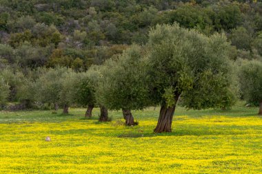 Yunanistan 'da bahar, yaşlı zeytin ağaçları ve bağrışma çiçekleri olan bahçeler.