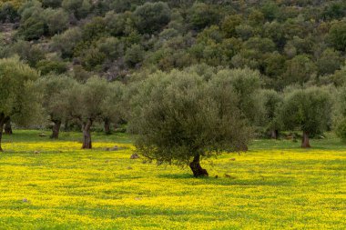 Bahar mevsiminde zeytin ağaçlarıyla dolu kır manzarası. Rengarenk sarı çiçekler.