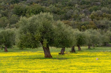 Bahar mevsiminde zeytin ağaçlarıyla dolu kır manzarası. Rengarenk sarı çiçekler.