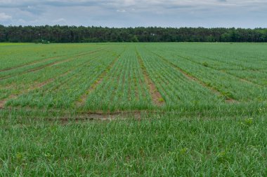 Hollanda, Avrupa 'da tarım alanında yetişen yeşil soğan bitkileri