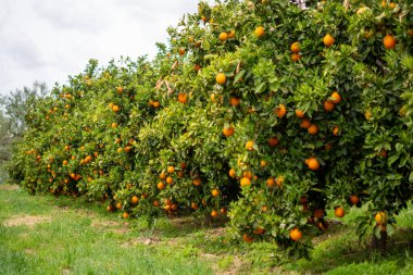 Yunanistan 'da portakal bahçesinde hasat zamanı, olgun sarı göbek portakalları narenciye sallanan ağaç ağaçları