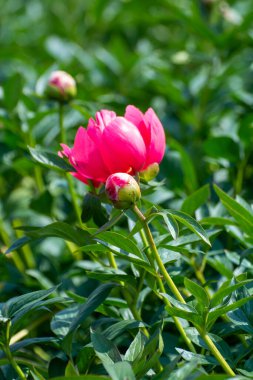 Çiftçilerin tarlasında çiçek açan pembe şakayık çiçekleri olan yeşil doğa.