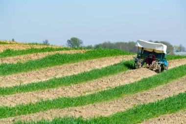Hasat makinesi işçisi, tarlada yeşil kuşkonmaz hasadı olgun organik kuşkonmaz sebzeleri, Belçika 'da tarım.