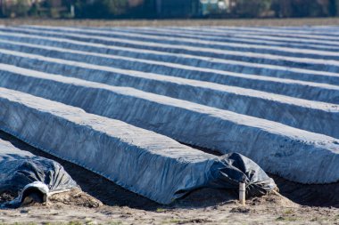 Plastik filmlerle kaplı beyaz kuşkonmaz tarlalarında sıralar, Hollanda 'da kuşkonmaz çiftliğinde yeni kuşkonmaz mevsiminin başlangıcı, ilkbahar kır manzarası