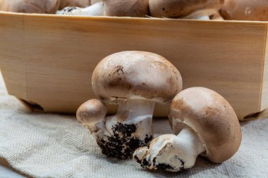 Belçika 'daki yeraltı mağaralarından gelen taze organik kestane rengi mantarlar.