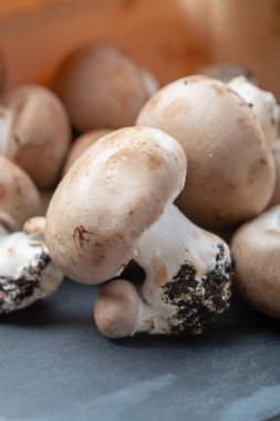 Belçika 'daki yeraltı mağaralarından gelen taze organik kestane rengi mantarlar.