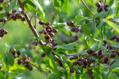 İlkbaharda kayısı ağacında olgunlaşan küçük olgunlaşmamış kayısılar, Yunanistan 'da tarım