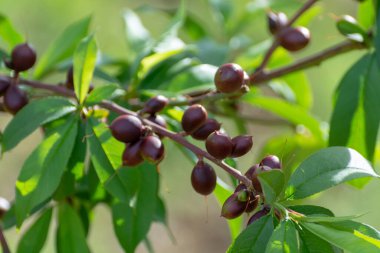 İlkbaharda kayısı ağacında olgunlaşan küçük olgunlaşmamış kayısılar, Yunanistan 'da tarım