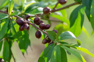 İlkbaharda kayısı ağacında olgunlaşan küçük olgunlaşmamış kayısılar, Yunanistan 'da tarım