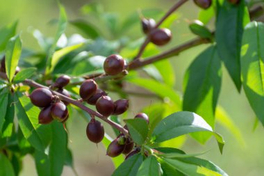İlkbaharda kayısı ağacında olgunlaşan küçük olgunlaşmamış kayısılar, Yunanistan 'da tarım