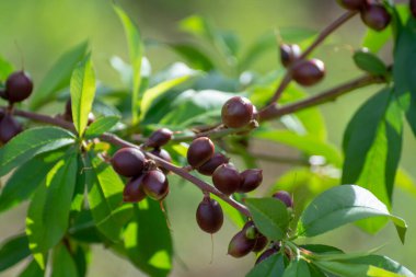 Bahar mevsiminde olgunlaşmamış meyvelerle kayısı ağacı dalı