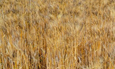 Sicilya, İtalya 'da olgunlaşmış altın makarna tarlaları hasat için hazır.