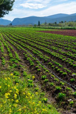 Yunan güneşinin altında yetişen taze yeşil salata bitkileriyle dolu tarla, Yunanistan 'da tarım.