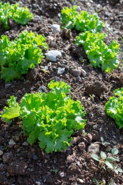 Yunan güneşinin altında yetişen taze yeşil salata bitkileriyle dolu tarla, Yunanistan 'da tarım.