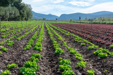 Yunan güneşinin altında yetişen taze yeşil salata bitkileriyle dolu tarla, Yunanistan 'da tarım.
